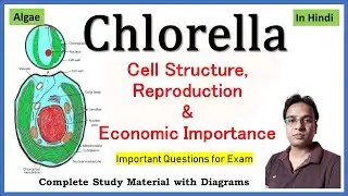 Chlorella Structure and reproduction | economic Importance of Chlorella