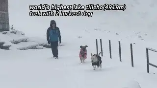 tilicho trek vlog khangsar to basecamp#adventurewithdogs #heaven #kanchikali