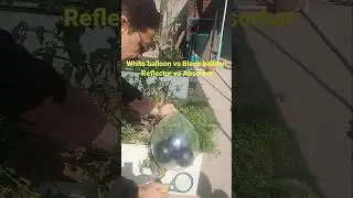 Reflector vs Absorber #shorts #solarenergy #science #experiment #scienceexperiment #physics