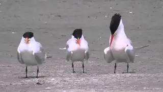 Royal tern. South padre Island
