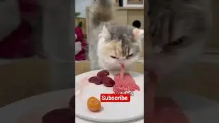 cat eating meat slice#cat #cute #asmr #catasmr #funnydogs #eatingsound #eatingasmr #viralshorts #raw