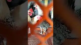 Meeting the demand for eggs #meeting #demand #eggs #chicken #keeping