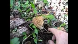SPUGNOLE 2012  PARTE 1.wmv