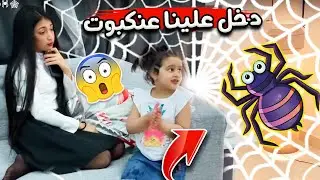 دخل علينا عنكبوت🕷🕸