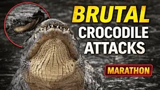 The Most Brutal Crocodile Attacks Ever Recorded | Marathon