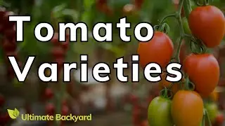 Types of Tomatoes: Tomato Varieties to Grow in Australia