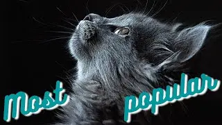😺 Most Popular Cats  🤪 Funny Cute Cats Dogs 2021