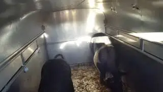 2 solitary pigs to Slaughter