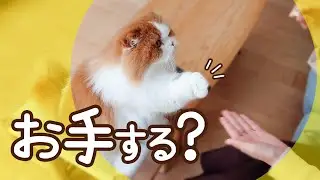人懐っこさが異常な猫。お客さんのお手も対応できるのか？