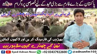 Sheep Farming In Pakistan | Thall k Chataray | Eid Special Programme | Syed Adnan Noor