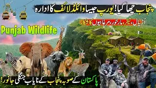 Wildlife Safari In Punjab | Wild Animals and Birds | Special Talk with DG Wildlife & Parks Punjab