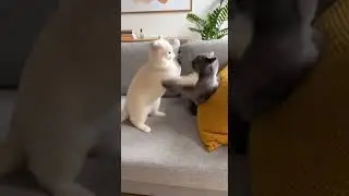Cute Cats Epic Showdown #catshorts #funnyfelinesdaily #petcomedyclips #cuteanimalmoments