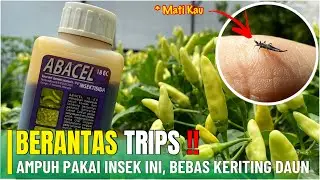 PAKAI INI⁉️ Insektisida Ampuh Membasmi Hama Trips Penyebab Daun Cabe Keriting