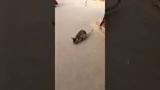 my vlogs cut cat small video,#sorts#