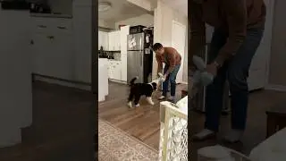 Our 11 week old Old English Sheepdog learning fetch