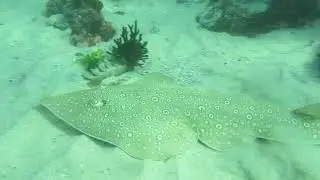 Lesser Guitarfish (Rhinobatos annulatus) near Long Beach, Simon's Town
