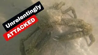 Get ATTACKED While Fishing! All The Fun Stuff At The Beach!