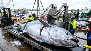How Marine Fish Are Processed into Omega 3, Injections & Medicines: Full Industrial Journey