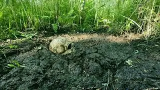Thick Bottomless Mud - Masurian Bogs 2025 | day 8-5