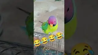 #honny funny🦜🦜 #comedy #funny #video #sammk #mitto #talkingparrot