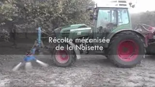 La r&eacute;colte m&eacute;canis&eacute;e de la noisette