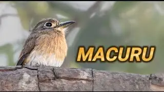 Macuru