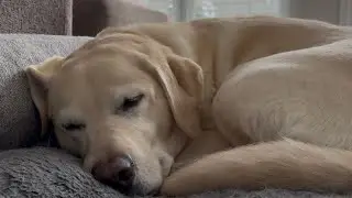 Dog Sleeping in Bed &ndash; Real Time | Silent Video | No Music | 1 hour 22 Minutes