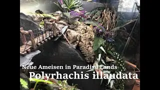Neue Ameisen in Paradise Lands! 😍 Polyrhachis illaudata Weberameisen