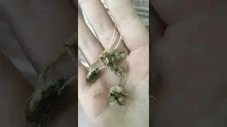Harvesting Ice plant Seeds!!
