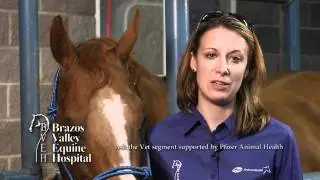 Pain Management in Horses