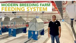 Curious about how Modern Chicken Farms Feed Male and Female Breeders Effectively?