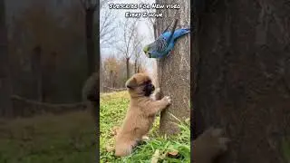 💖😍Funny Dog Videos 2022😍💖 #PET INSIGHT #shorts | PET INSIGHT