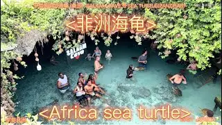 Africa sea turtles非洲海龟：萨拉姆洞穴（海龟）SALAAM CAVE（SEA TURTL S）东非：桑给巴尔岛Zanzibar Island🇹🇿 East Africa 🇹🇿
