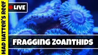 🔴LIVE: Zoanthid Coral Fragging Tips