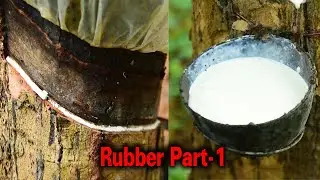 RUBBER MILK COLLECTION FROM RUBBER TREE l INDIAN RUBBER CULTIVATION l THE SMILING FARMER