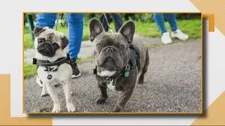 These are the most pet-friendly cities in America