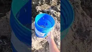 Поймал 13-килограммового морского окуня на Бермудах с берега! 🪨🐟🎣 #вирусное #fyp #рыбалка #бермуд...