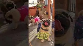 PUG CARLINO #pug #pugdog #pugs #carlino #garantia #dog #ventasonline