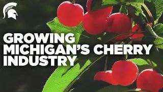 Spartans help grow Michigan&rsquo;s cherry industry