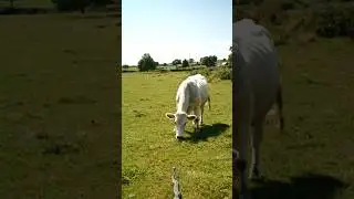 A white cow waits every day for a blue snake. Unbelievable but true. #CowAndSnake #ViralNature #ai