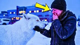 The White Wolf Who Walked 200 Miles Through Winter to Find HER