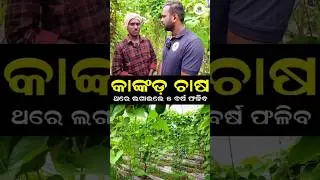 Spine Gourd Farming in Odisha | Kankada Chasa | High Profit Veggie Crop | #shorts