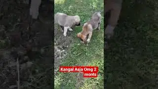 Kangal koraj Asja