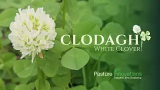 Clodagh White Clover
