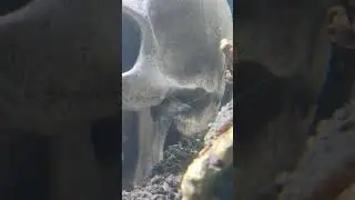 Vampire shrimp feeding