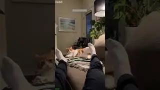 Funniest Cat 😻 Cat videos Compilation 😻 # #8283
