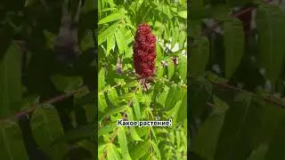 Сумах. Это специя. Куда ее класть??Как красиво! This is a spice sumac. Have you tried it?
