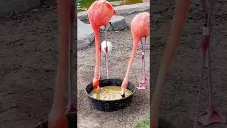 #unique #sleeping #style of #flamingo