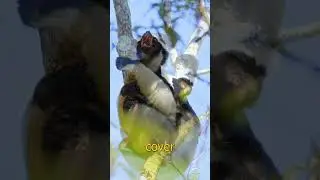 These 10 Fascinating Facts About the Indri Will Amaze You | #animals