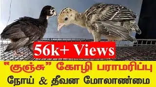 குளிர்கால 